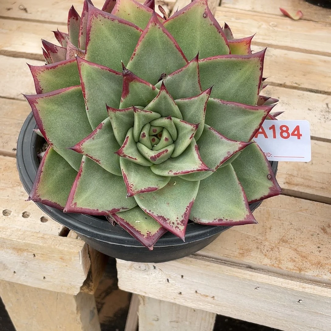 若如东云单拍A184