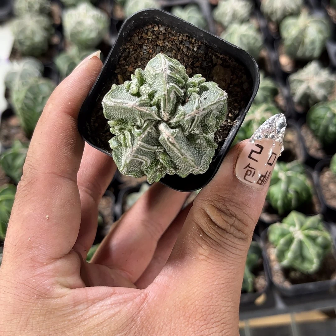 银沙核桃单头发货有根发货