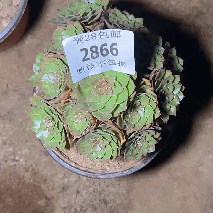 七***ʔ2866桃花石多肉植物