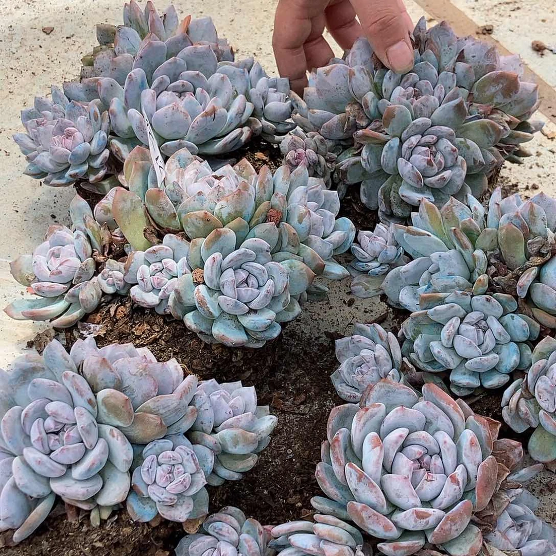 27-20石榴籽随机多头有砍