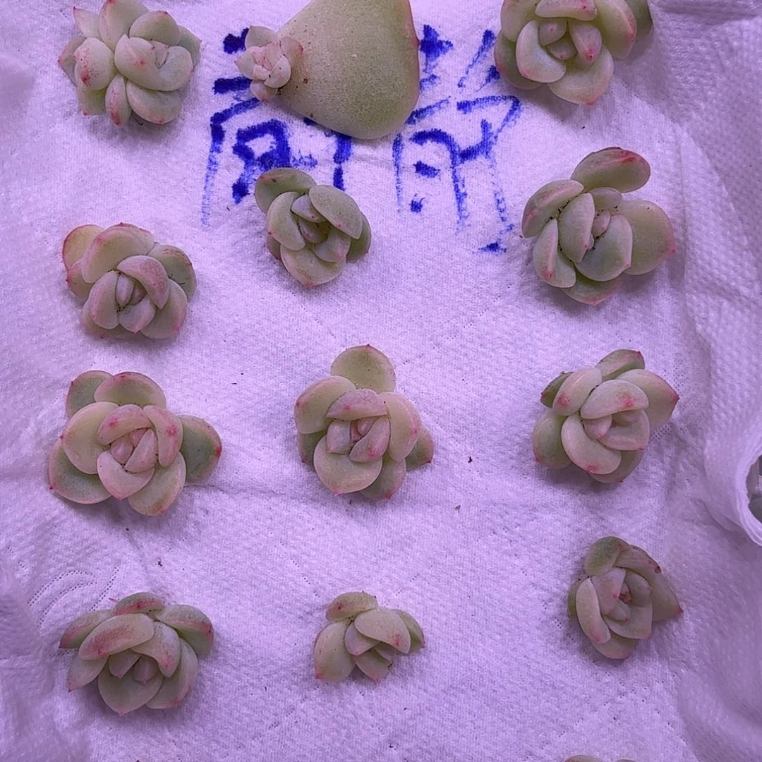 静静珍泥1颗可挑……