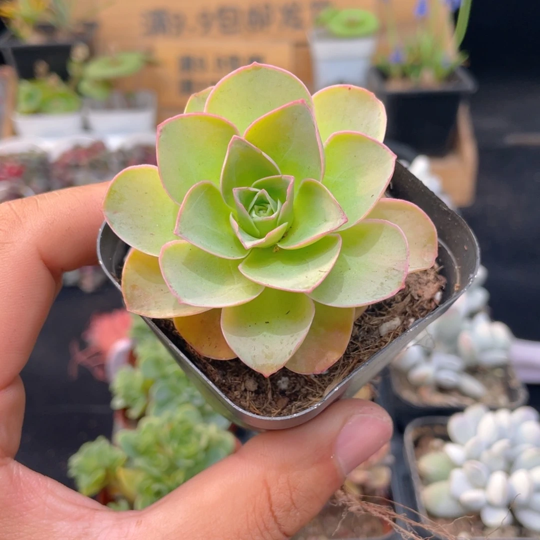 帕尔马玫瑰多肉9.9包邮发货