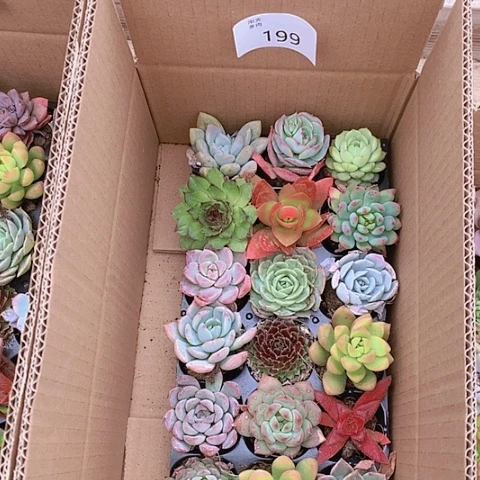 【闪购商品】199号组合