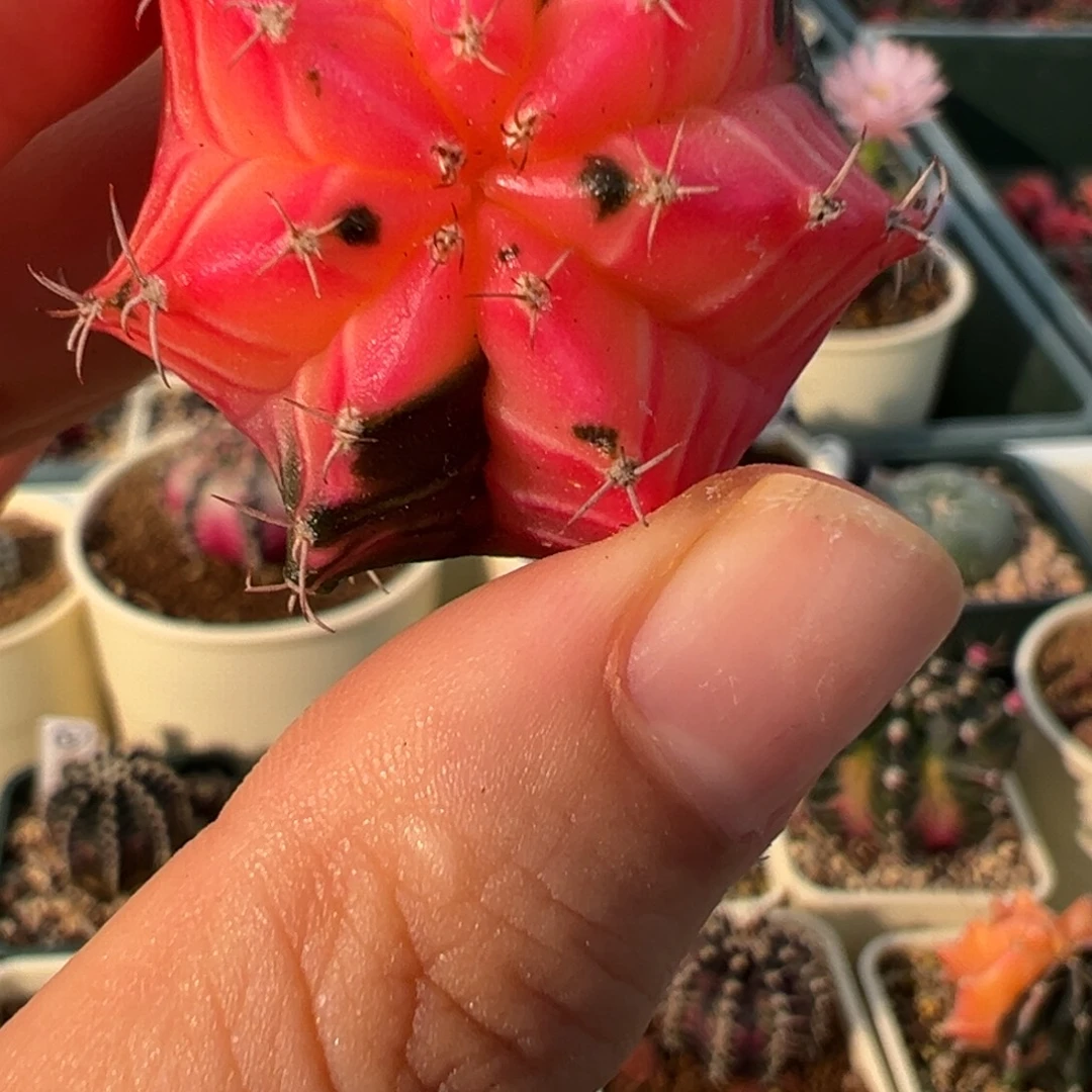 622 好看的米哈冲冲冲