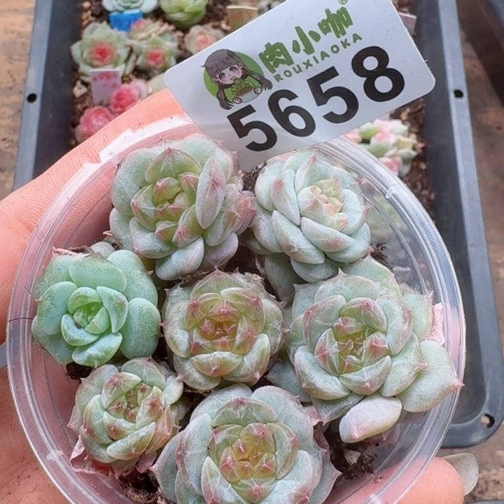 多肉植物多肉植物