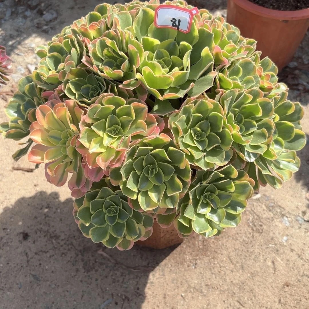 全部花朵峰*81特斯拉多肉植物