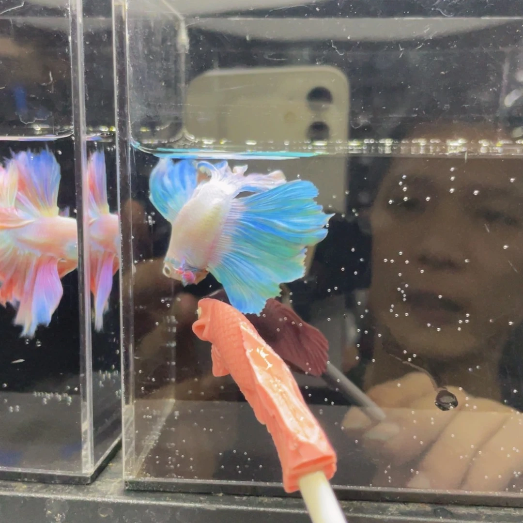 斗鱼哈哈哈哈啊哈哈559