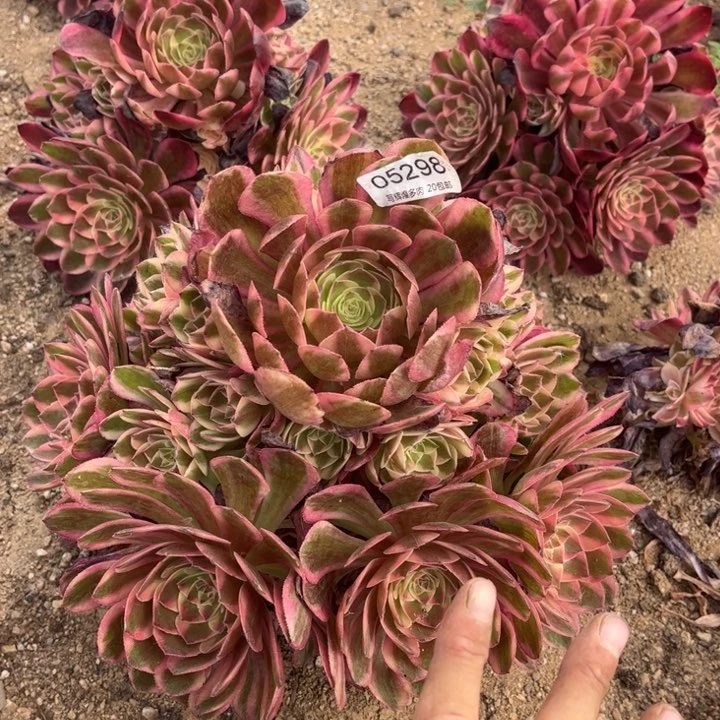 阳***500529云荷多肉植物