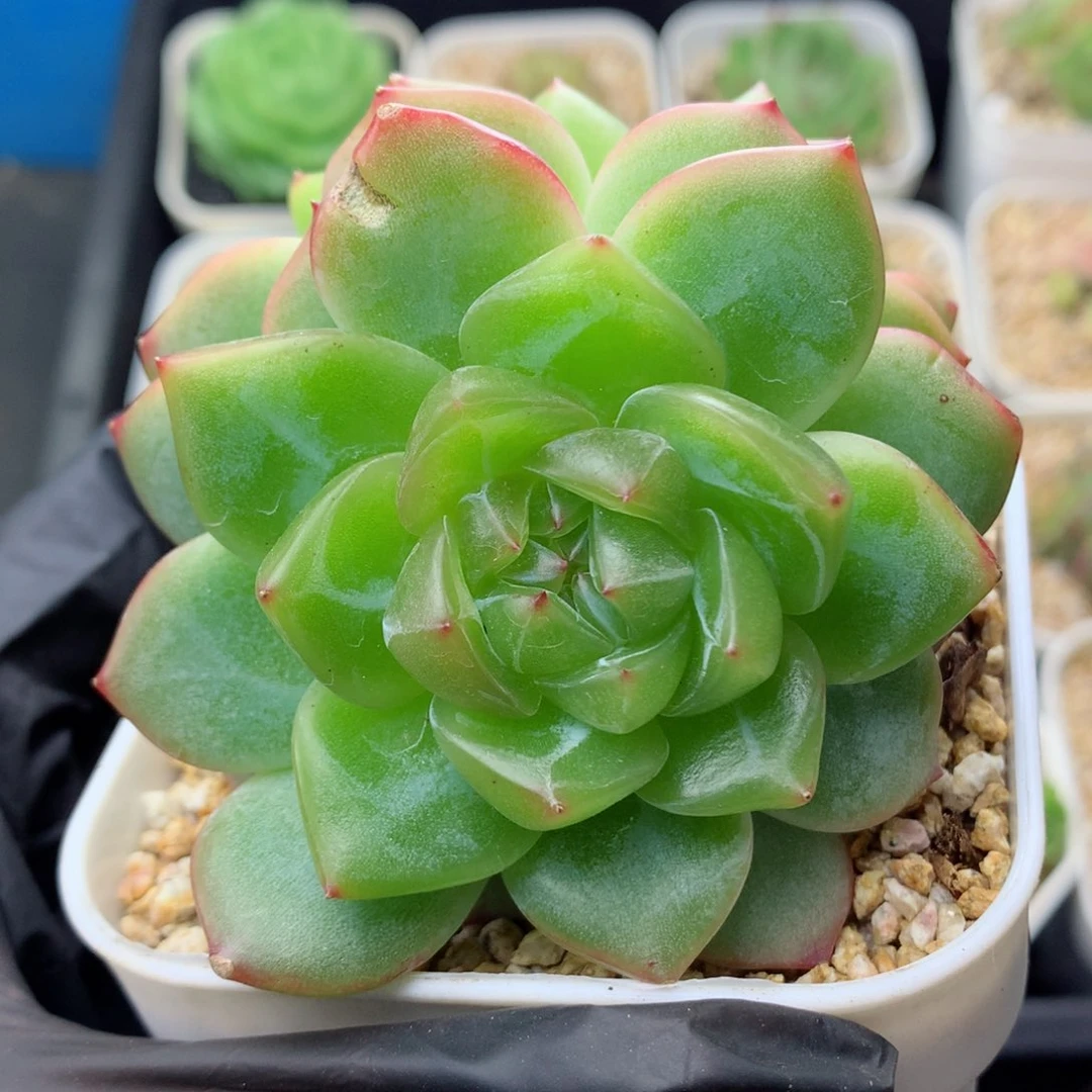 58包邮  群生不包整海洋之星24