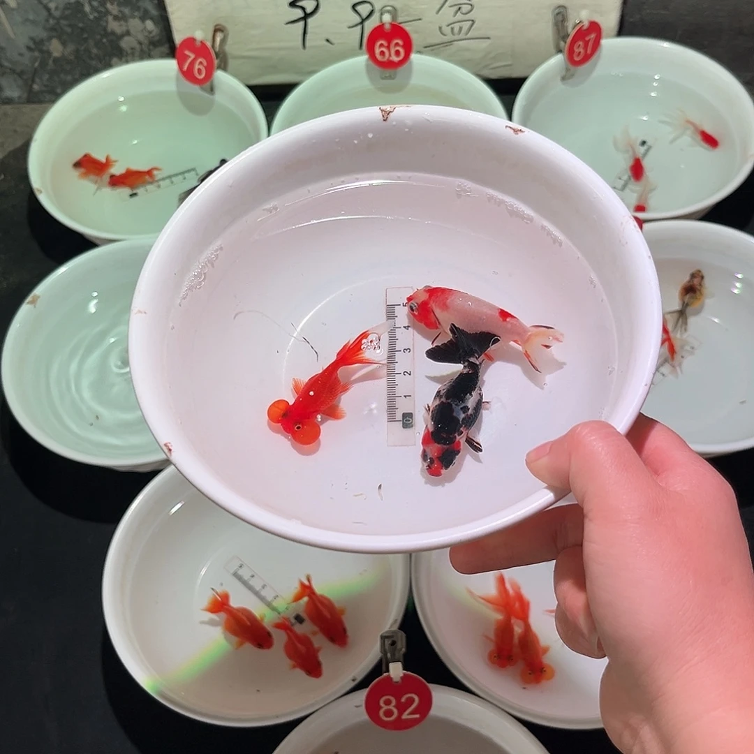 海水鱼252。  12.8