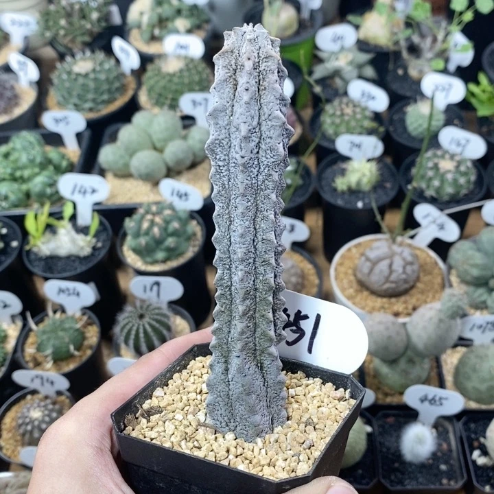 451号雅迪麒麟水泥柱 高度13cm