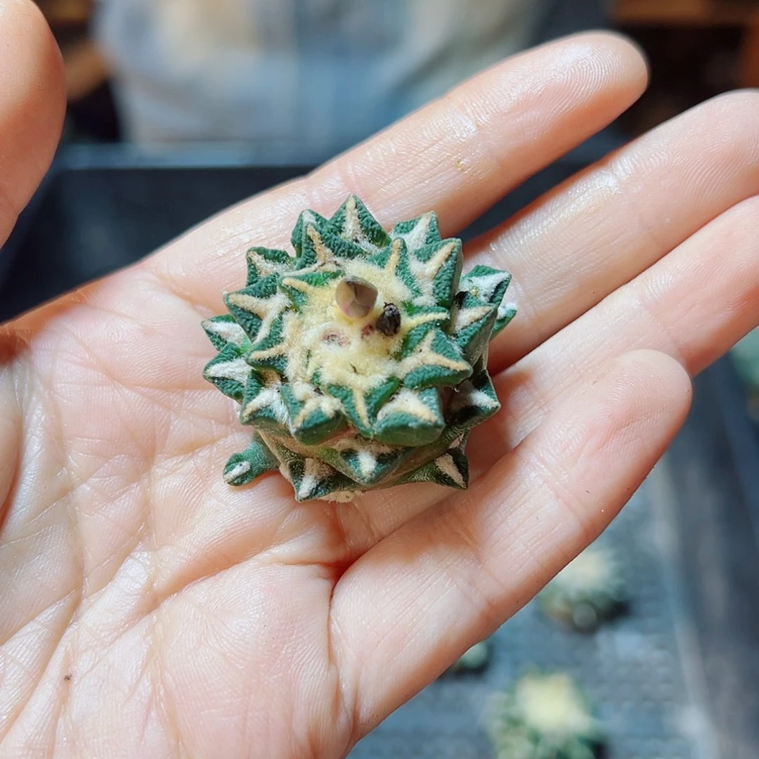 黑牡丹单头福利无根3.3公分