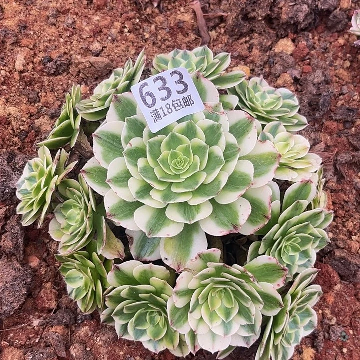 633伊丽莎白朵朵刚发根