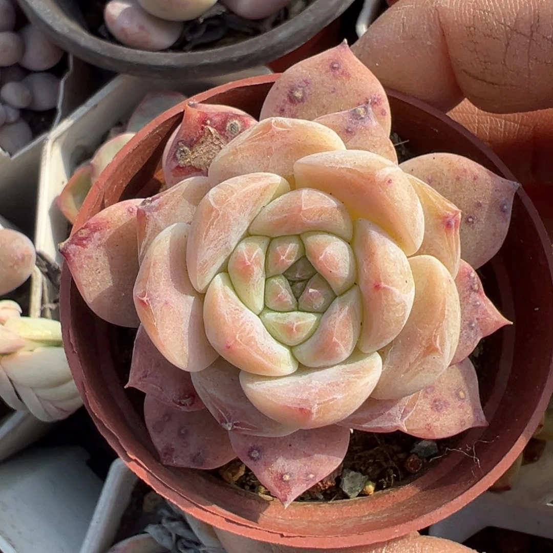 小卡拉米糖心一物一拍