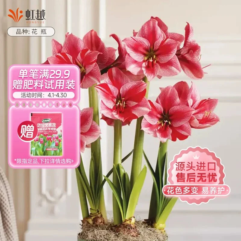 福利款朱顶红6个球