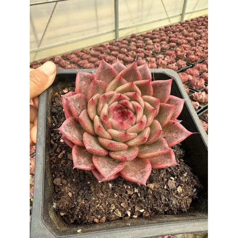 12#加菲猫前男友精品多肉