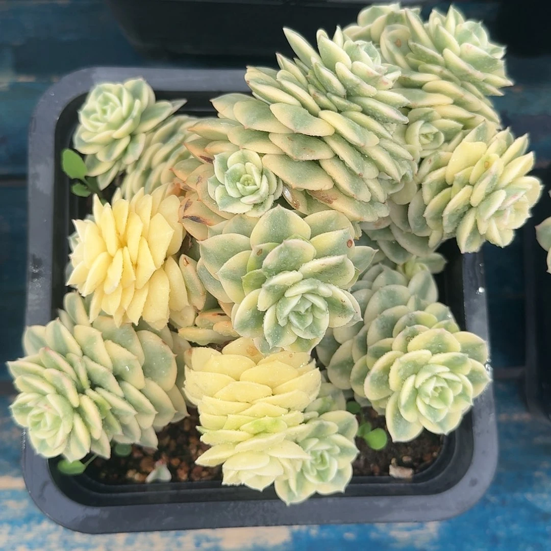 从前慢多肉编号腊牡丹锦