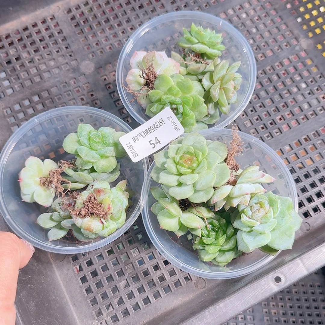 0712—--54糖心珍妮