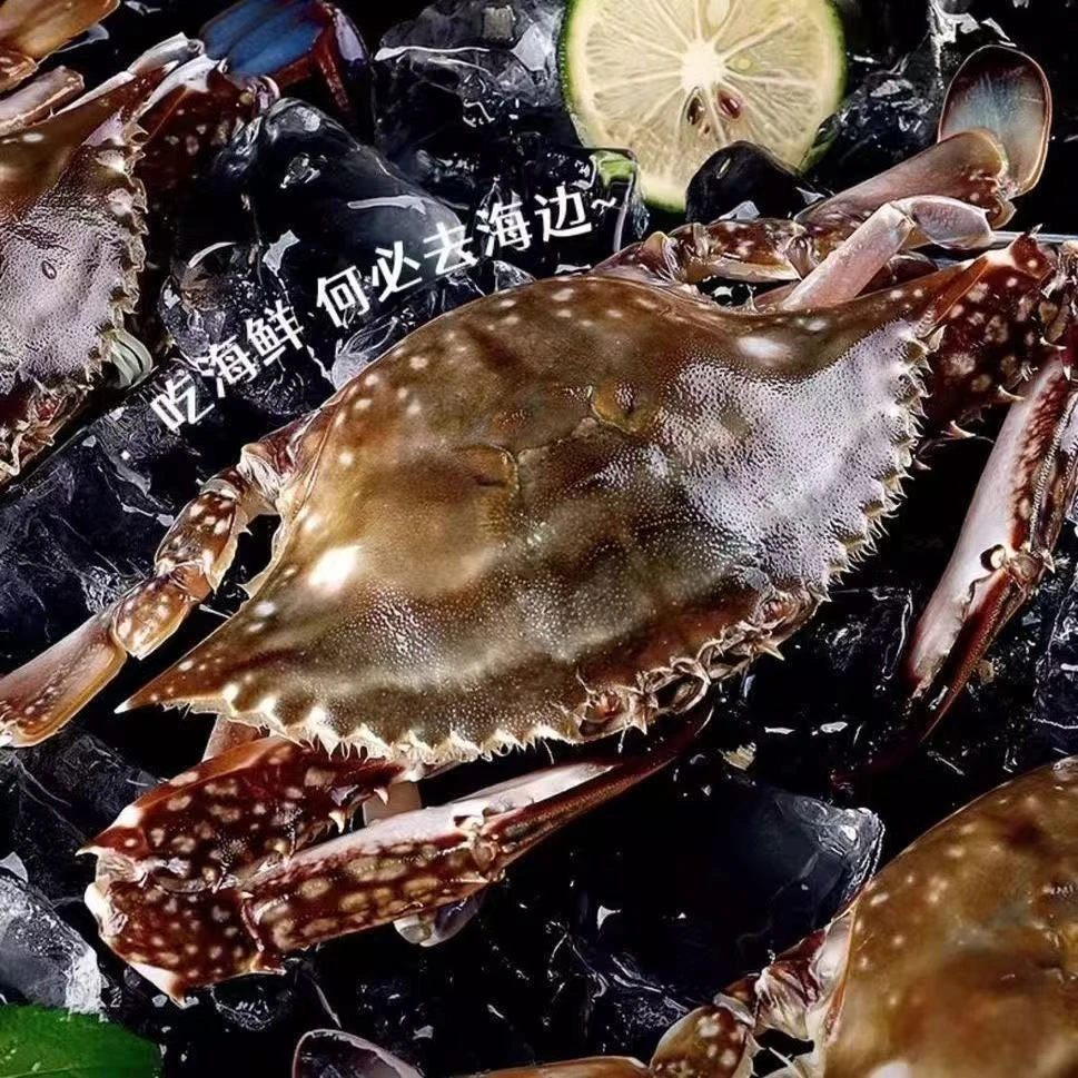 【粉丝专属】野生梭子蟹 母蟹4斤 到手10只左右 4两/只 海捕流网 顺丰直发 液氮冷冻【冻蟹】