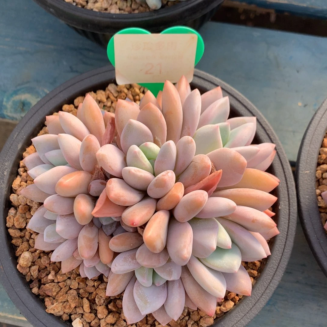 果糖无砍一物一拍21