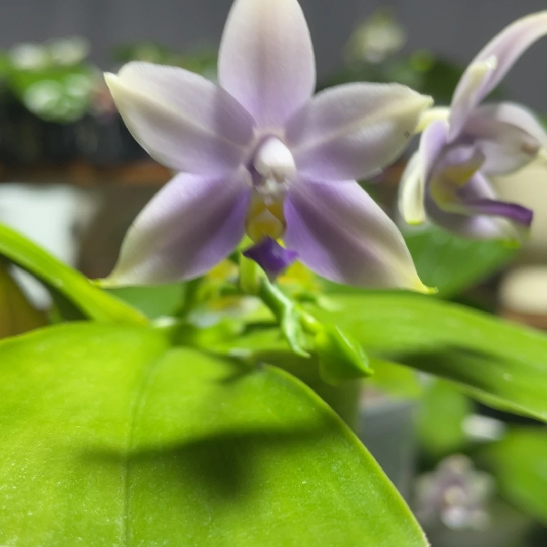 完全开放131叶瑕花期不保