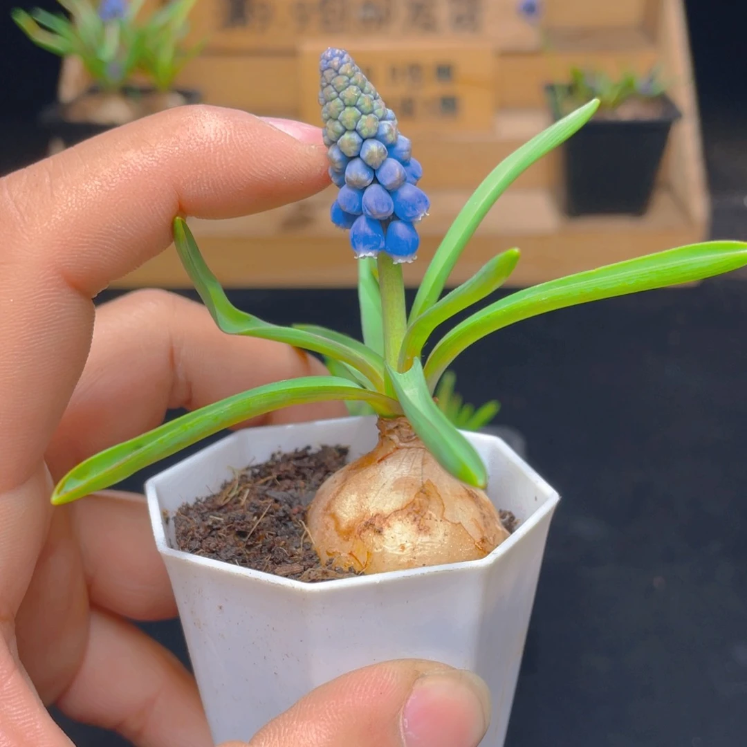 1颗葡萄风杏子带盆土发货