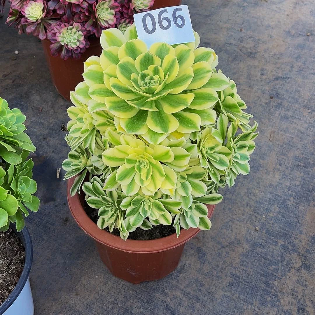 迈巴赫066拖土发货