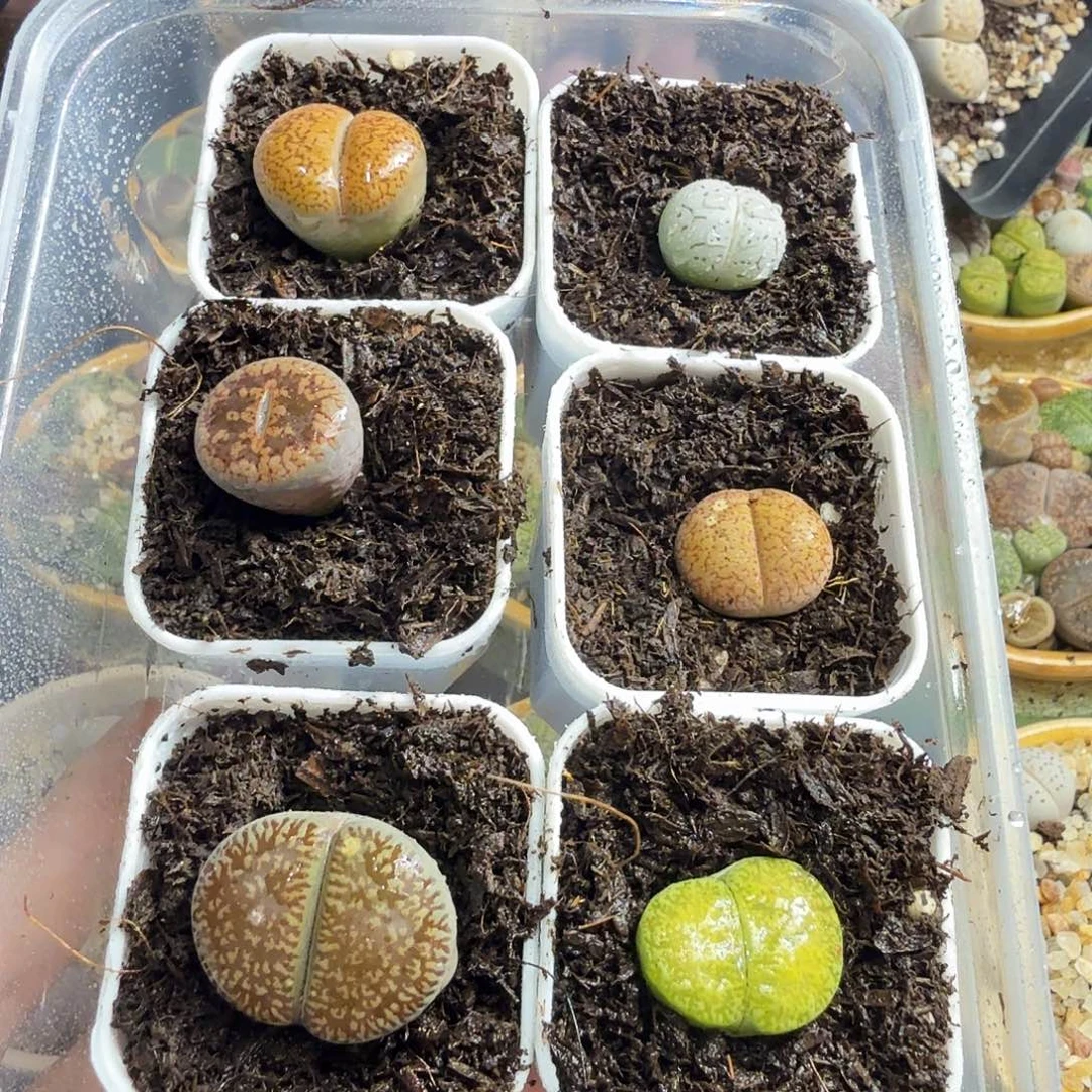 小***'多肉葡萄多水果葡萄290