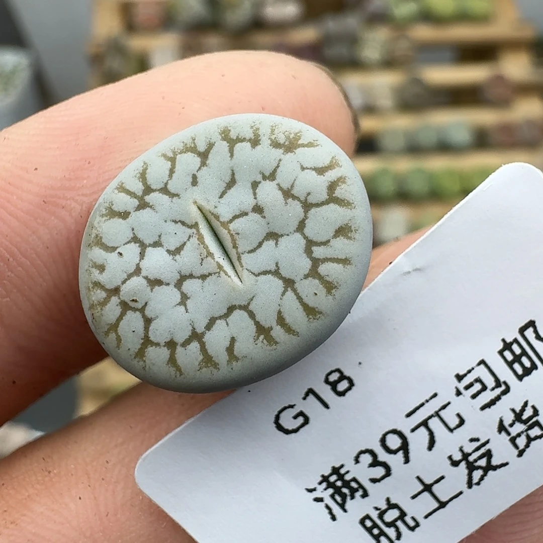 18多肉哈哈哈哈哈哈哈