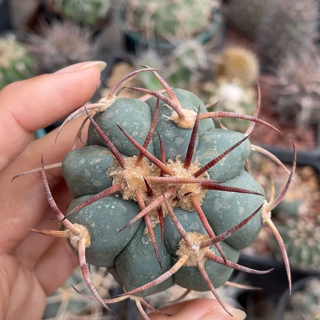 【闪购商品】花王丸才冒根666