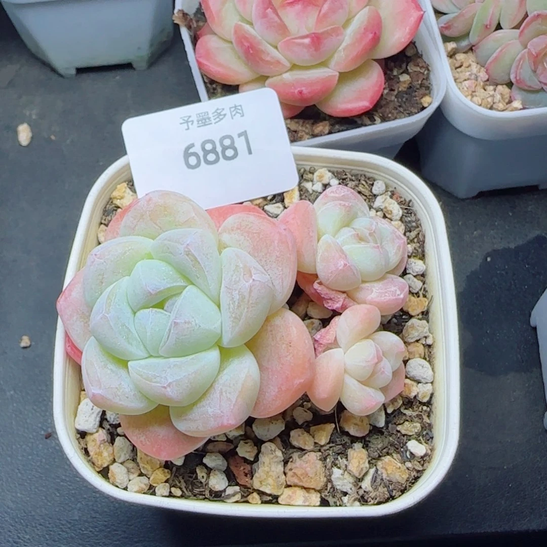 冰玉无砍，6881多肉植物