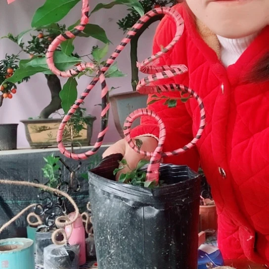 无花朵金弹子立体福。