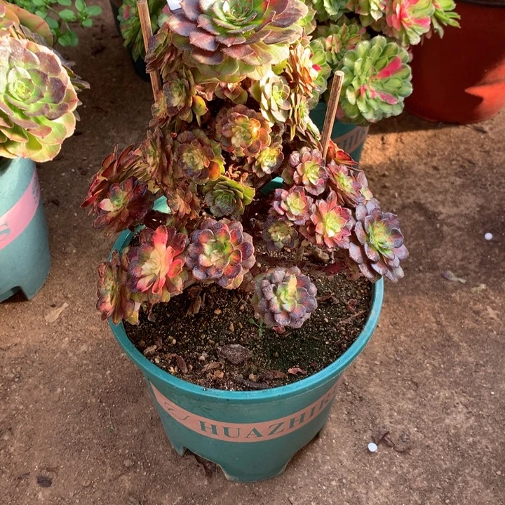 631黑膜锦多肉植物特价