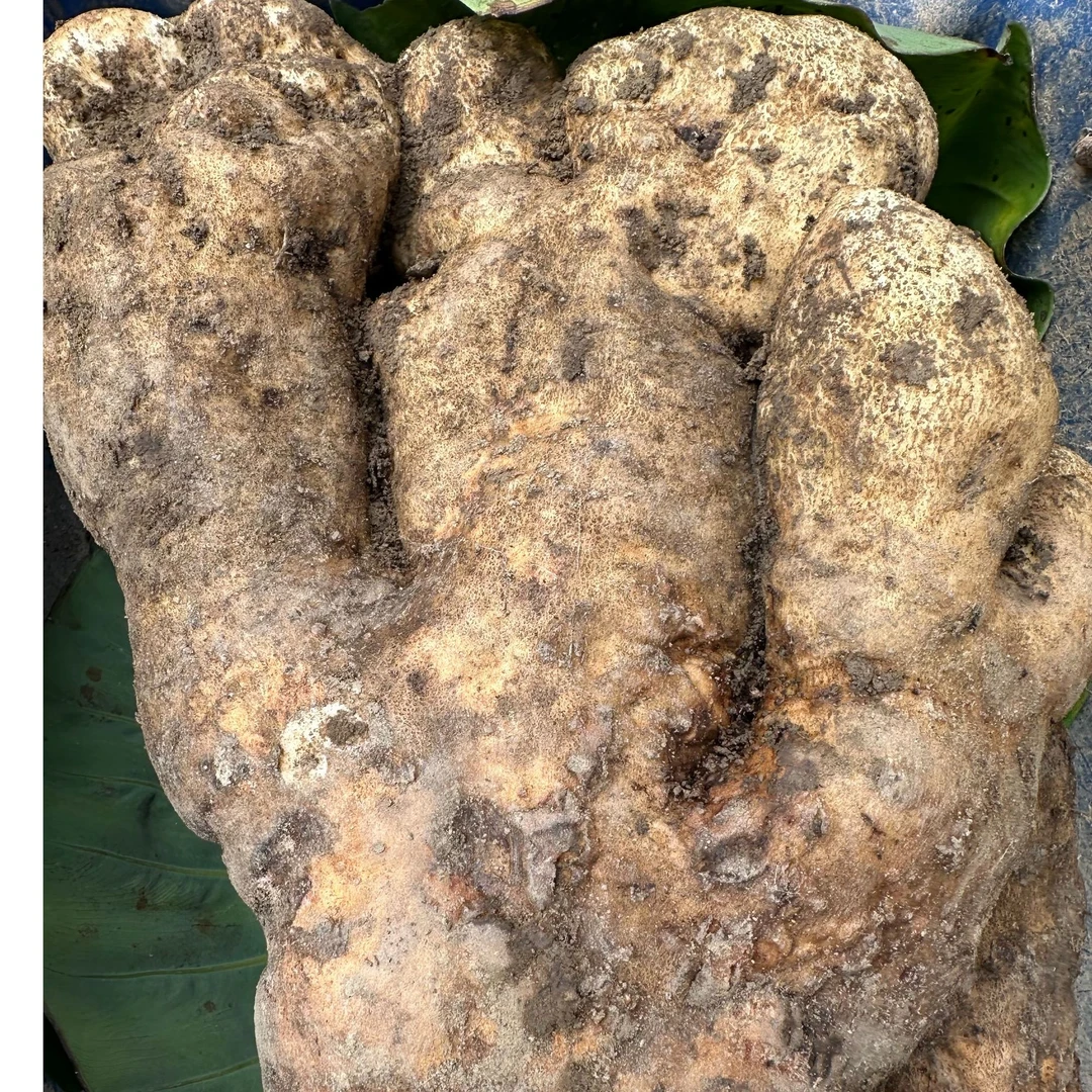 江西正宗赣南农家自种脚板薯