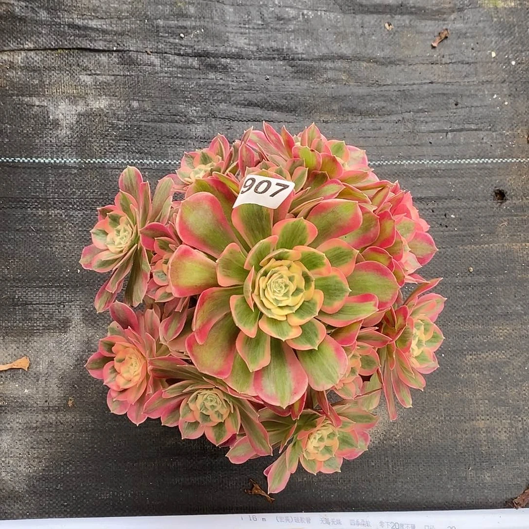 907七彩石冠服30公分