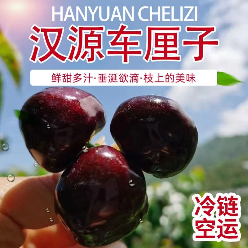 【顺丰空运】当季新鲜水果汉源车厘子大樱桃套袋黑珍珠2/3/5斤混装