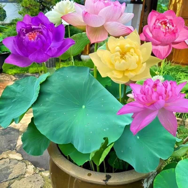 观赏荷花种藕苗莲藕种苗碗莲盆栽池塘荷花水养四季开花室内外带芽