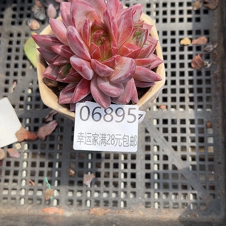 幸运的是我还在努力