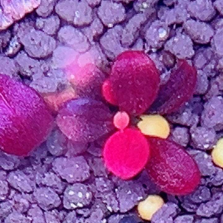 福利71号福利价植物一头