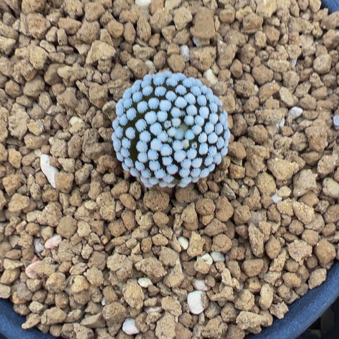 171自根萝卜松针牡丹多肉植物带盆土
