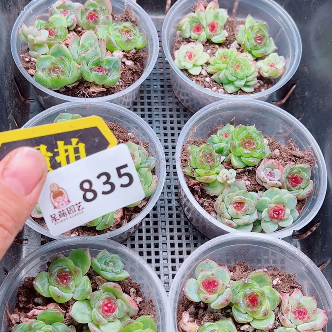 多肉植物多肉植物