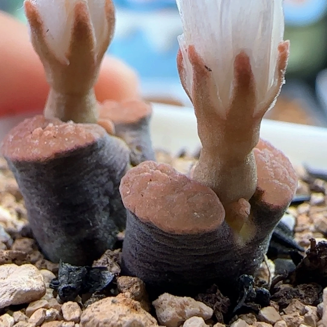 0694/ban'ke磁铁/撞色款/