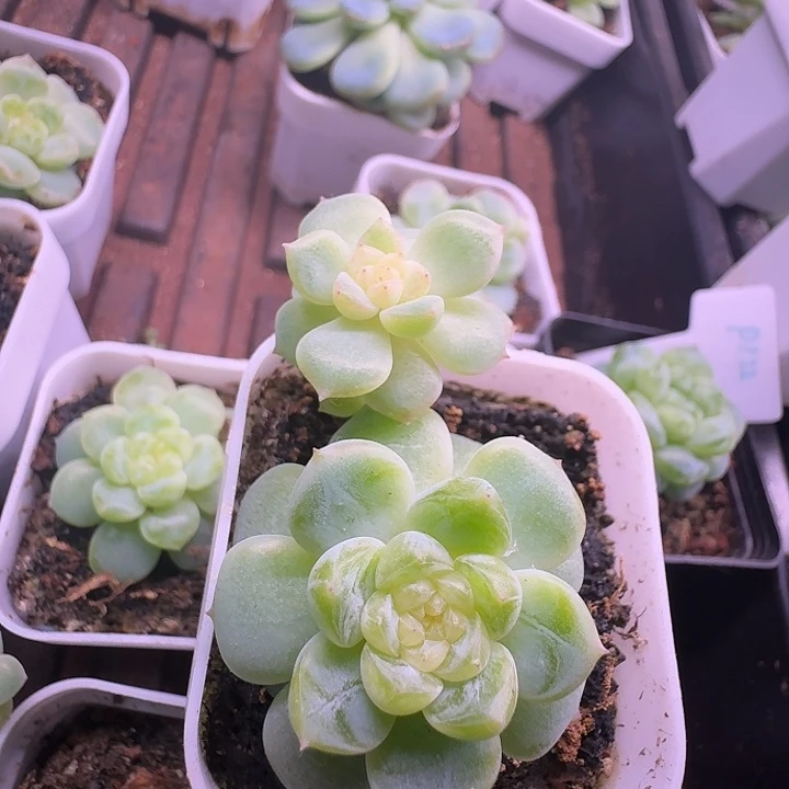 财富100双头开播福利