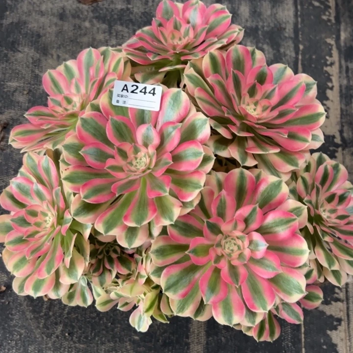 244粉女巫30厘米左右多肉