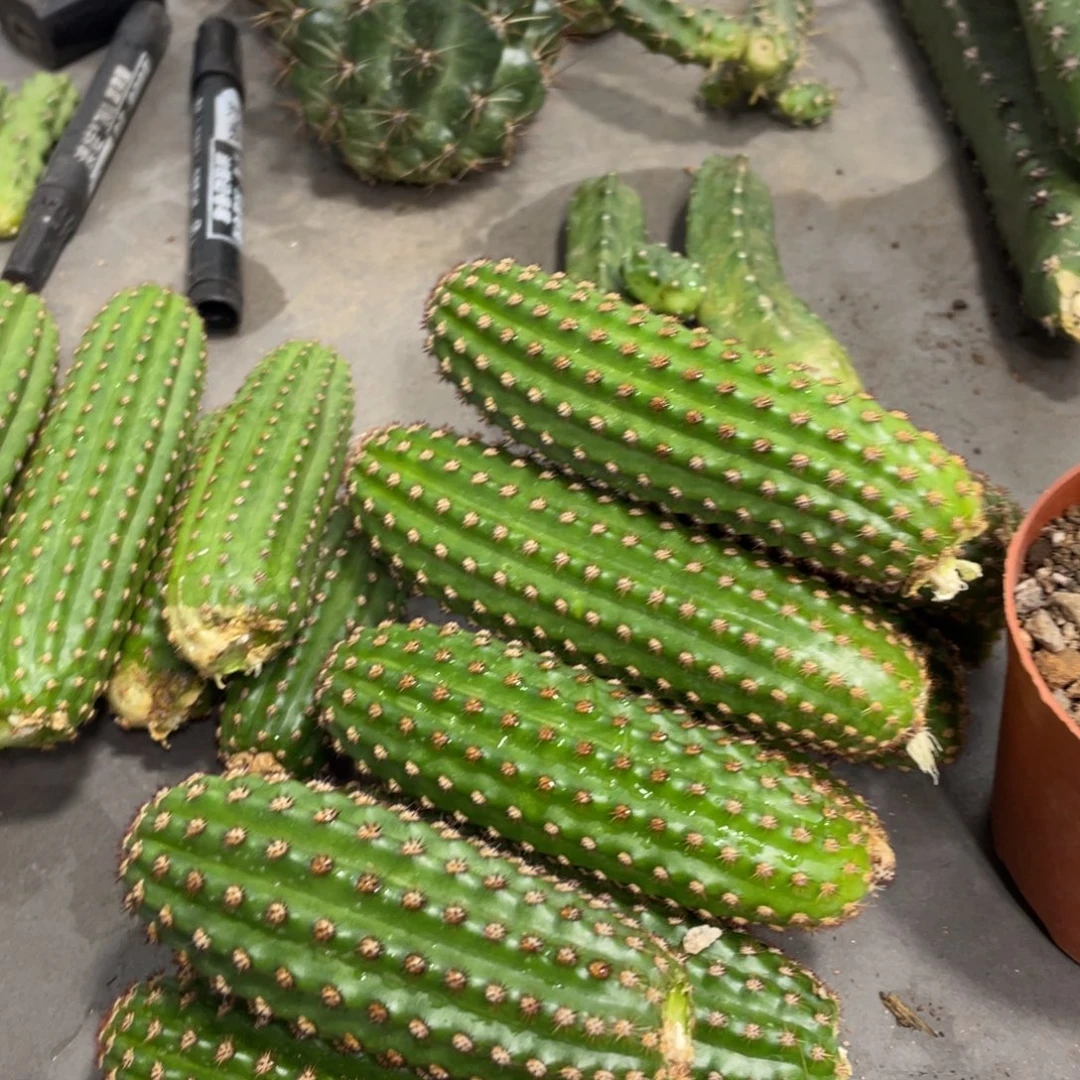 进口金妞金1侧芽一个