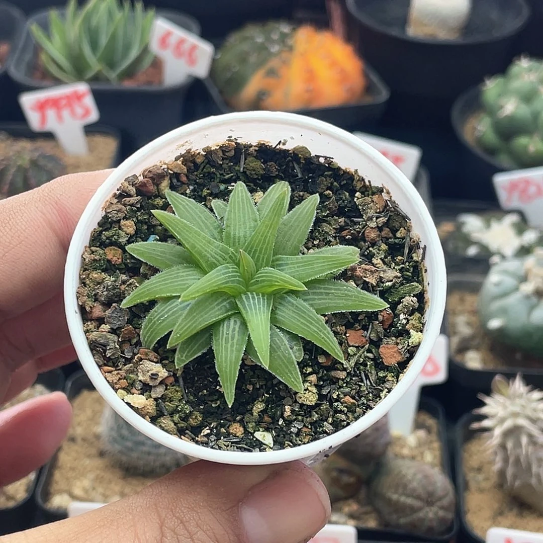 实生块根寿 致远多肉