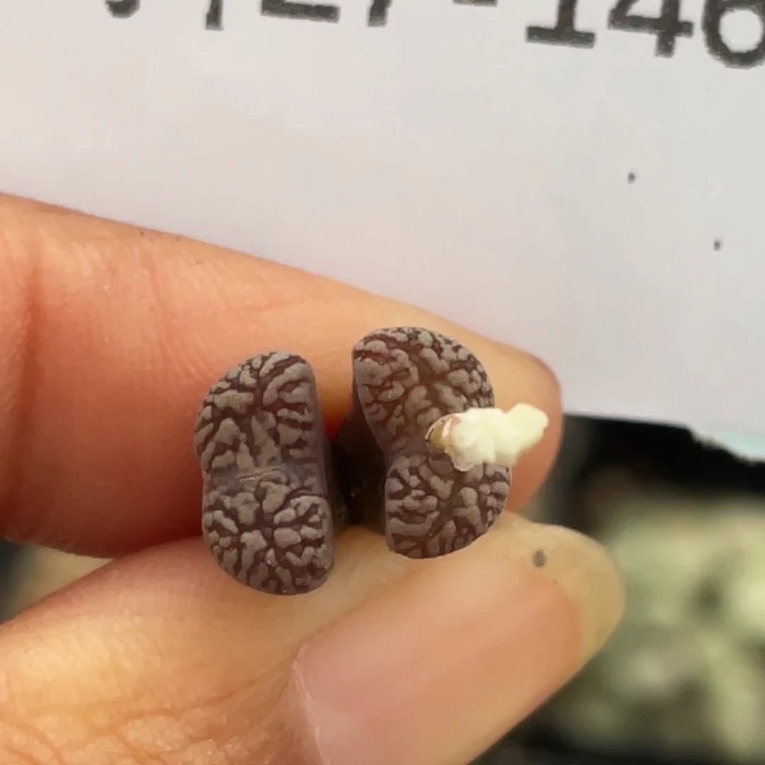 27-146紫鸟多肉植物