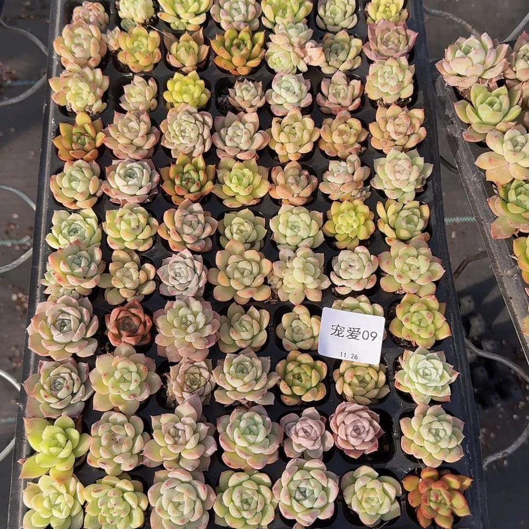 直播福利一物一拍09