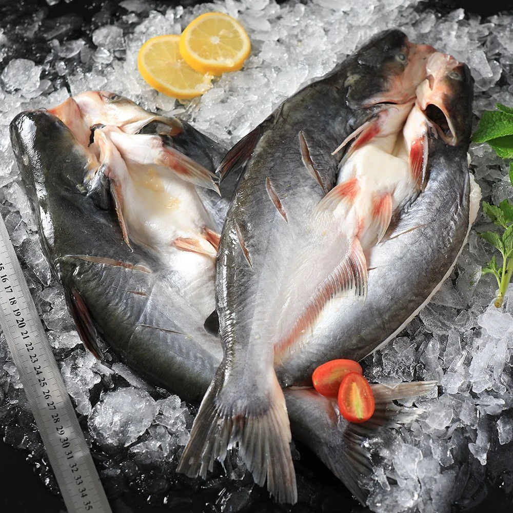 【大鱼到手五条】活鱼现杀去鳃去内脏速冻锁鲜开背巴沙鱼有制作教程