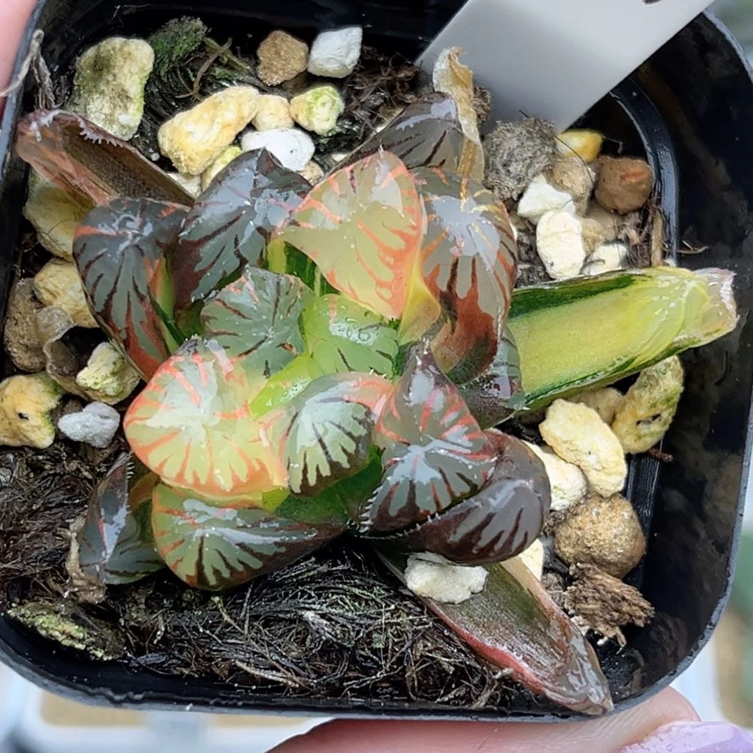 114冰灯玉露锦福利专场